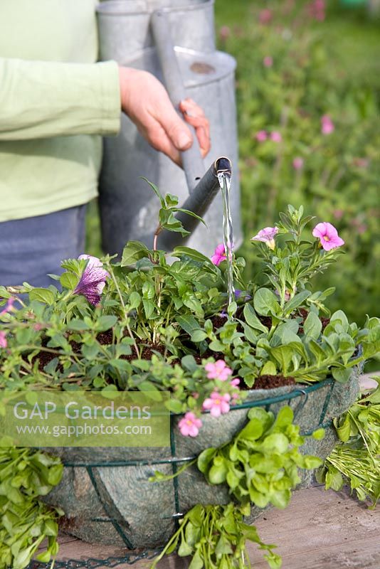 Planter un panier suspendu - arroser les jeunes plantes dans un panier métallique doublé