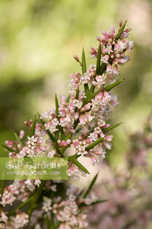 Colletia hystrix 'Rosea' - Jardins Sir Harold Hillier