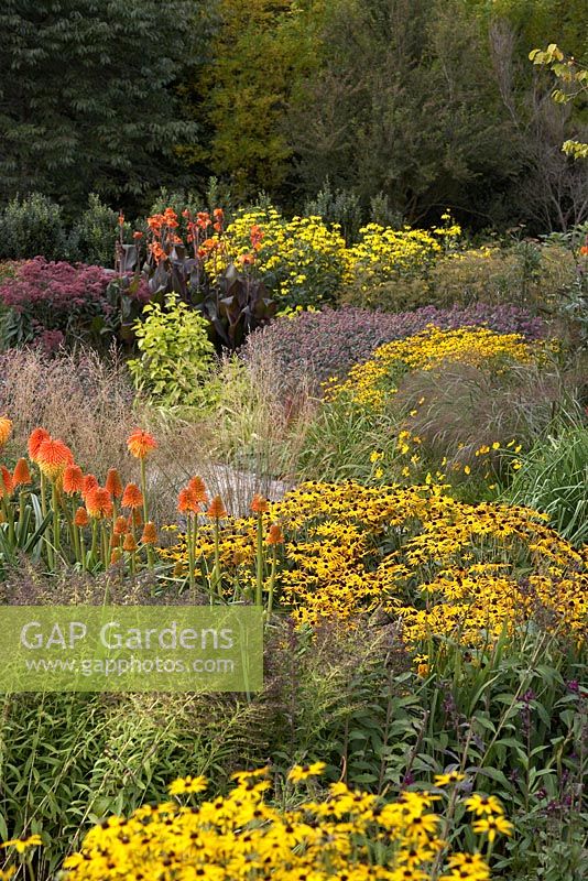 Le nouveau jardin carré à RHS Rosemoor avec Rudbeckia fulgida var. deamii, Kniphofia rooperi, Molinia cerula et Monarda 'Prarienacht'