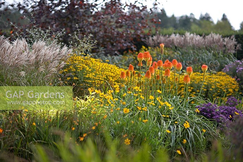 Le nouveau jardin carré à RHS Rosemoor avec Kniphofia rooperi, Miscanthus sinensis, Rudbeckia et Aster novi-belgii 'Checkers'