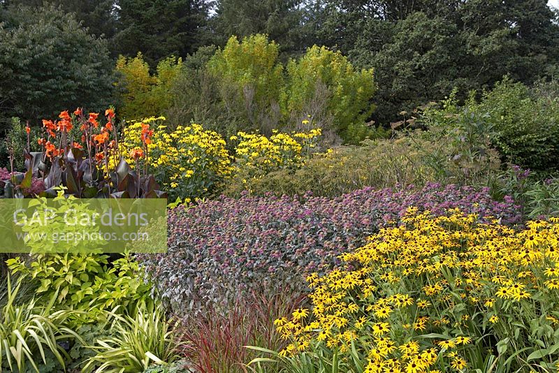 Le nouveau jardin carré à RHS Rosemoor avec Rudbeckia fulgida var. sullivantii 'Goldsturm', Monarda 'Prarienacht', Cornus alba 'Aurea' et Canna 'Wyoming'