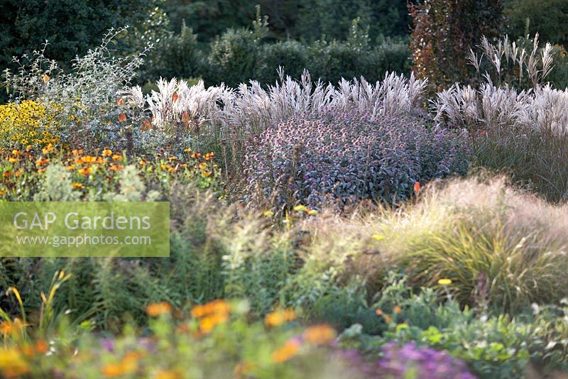 Le nouveau jardin carré à RHS Rosemoor avec Monarda 'Prarienacht', Helenium 'Early Flowerer' de Sahin 'et Miscanthus sinensis' Chine '