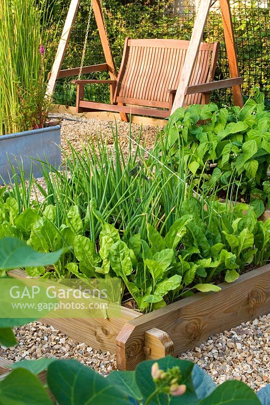 Bordures de légumes en bois surélevées plantées de betteraves, épinards perpétuels, siège de balançoire en arrière-plan