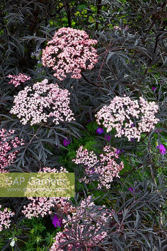 Sambucus nigra 'Black Lace'