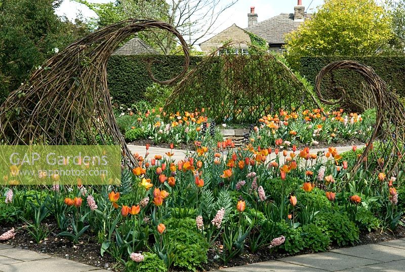 Structures tissées en saule vivant dans des parterres de fleurs de Tulipa 'Ballerina', 'Orange Favorite' et 'Orange Princess' et Hyacinthus 'Gipsy Queen' - RHS Harlow Carr