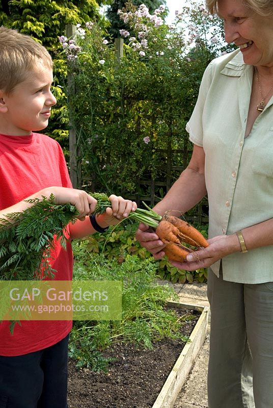 Garçon montrant sa grand-mère carottes difformes cultivées dans sa bordure de légumes surélevés