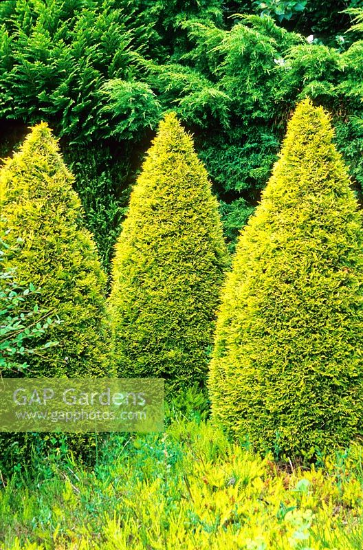 Coupé de Thuja occidentalis 'Rheingold' dans Le Jardin Jaune, Jardin Cae Hir, Cribyn, Ceredigion. Juin.