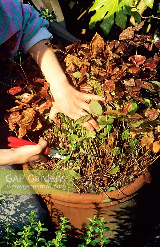 Couper les vieilles feuilles brûlées d'Epimedium pour permettre aux nouvelles feuilles d'émerger et de rendre les fleurs plus visibles en quelques semaines