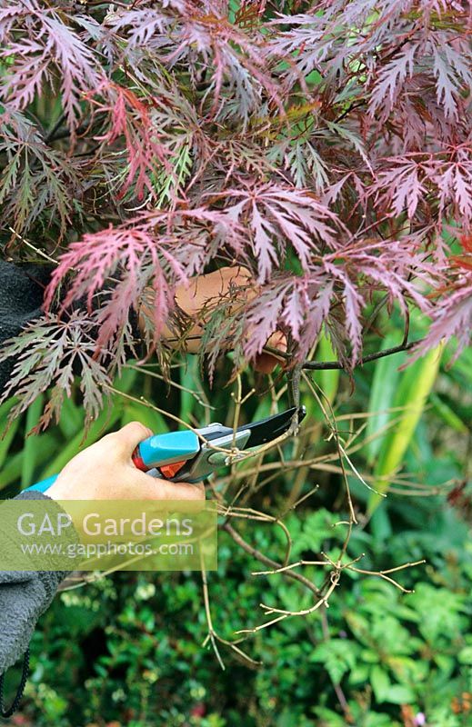 Couper le bois mort pour vivre la croissance sur un érable japonais au printemps pour éviter un dépérissement supplémentaire dans la couronne
