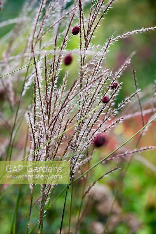 Miscanthus 'Afrika' avec Sanguisorba 'Arnhem' en août