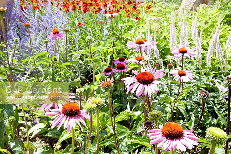 Le jardin de l'exosquelette avec Helenium, Echinacea purpurea et Perovskia - Future Gardens, St Albans, Herts
