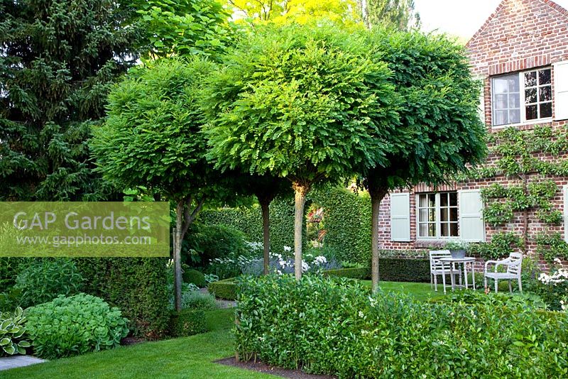 Jardin de campagne avec des arbres standard 'Umbraculifera' Robinia pseudoacacia et un poirier formé sur le mur de la maison