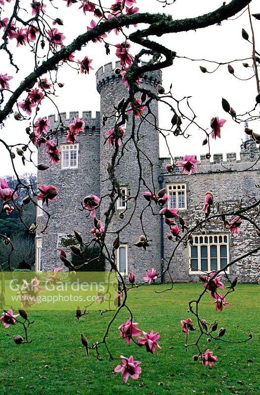 Jardins du château de Caerhays, St Austell, Cornwall. Vue à travers Magnolia campbellii var mollicomata x sargentiana var robusta 'Mme FJ Williams' sur le bord de la pelouse à côté du château. avril