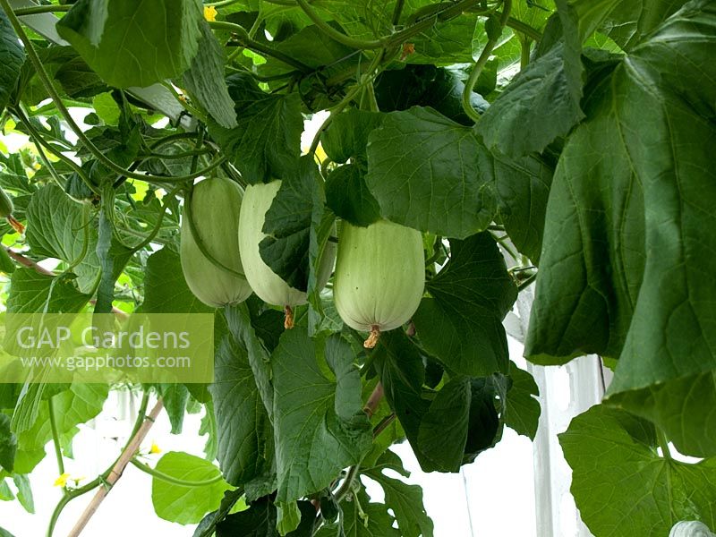 Melons miellés poussant dans une maison de melon