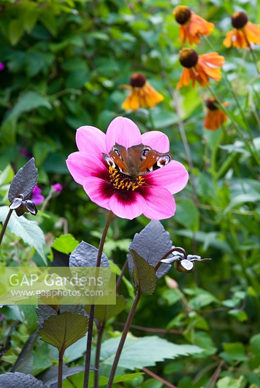 Papillon paon se nourrissant de Dahlia rose