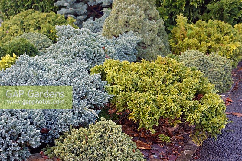 Conifères nains ou à croissance lente - Chamaecyparis obtusa 'Nana Aurea' et Juniperus squamata 'Blue Star'