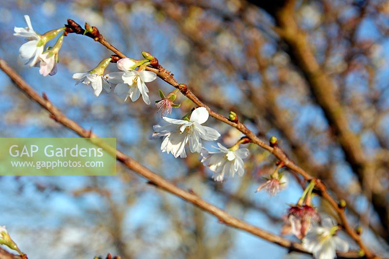 Prunus x subhirtella 'Autumnalis' - Cerisier à fleurs d'hiver
