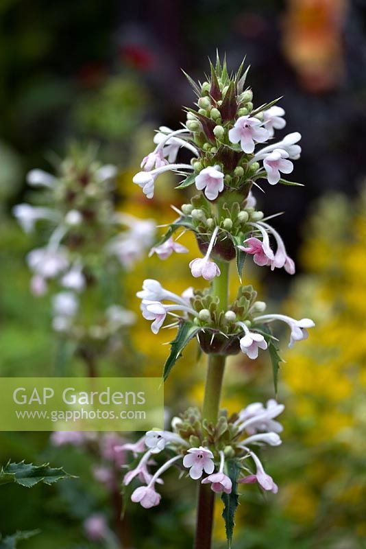 Morina Longifolia