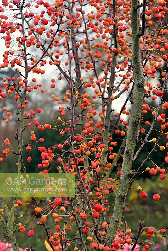 Malus 'Adirondack' - fruits en hiver
