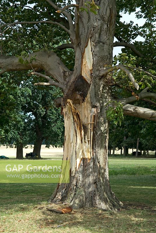 Aesculus hippocastanum - Dégâts causés par la tempête au Marronnier commun à Holkham Hall, Norfolk