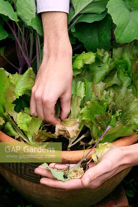 Pincer les feuilles anciennes et en décomposition de la laitue et du khôl rabi poussant dans un pot pour garder les maladies comme le Botrytis à distance