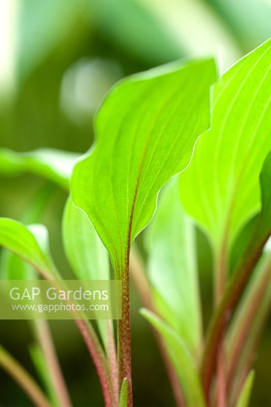 Hosta 'Little Red Rooster '. Exposition de fleurs de Malvern, mai 2008