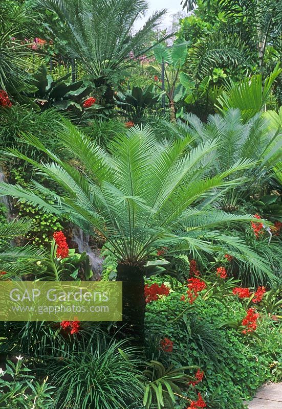 Cycas revoluta dans jardin tropical