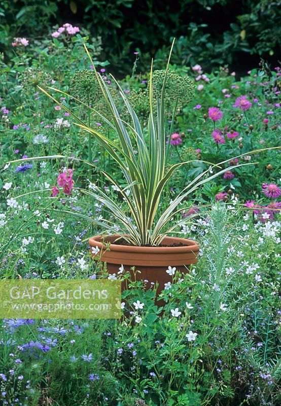 Cordyline en pot. La plantation de parterres de fleurs comprend Centaurea, Geranium, Nigella, Myosotis - Forget-me-not, Silybum