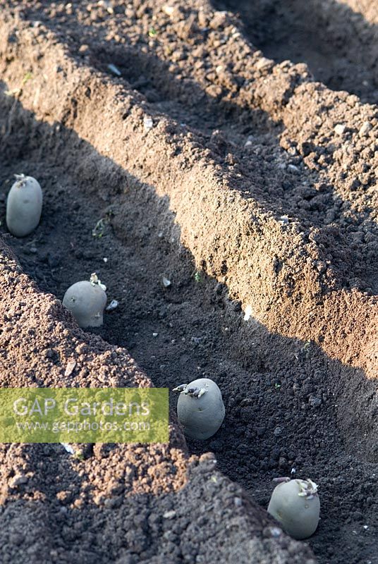 Planter des pommes de terre hachées. Cépages - 'Estima', 'Premiere' et 'Maris Bard' le 25 avril dans un potager bio. Gowan Cottage, Suffolk