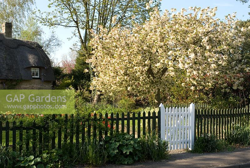 Prunus en fleurs - Cerisier dans un jardin de cottage anglais. Chaumière avec glycine et palissade avec Narcisse et porte blanche en avril