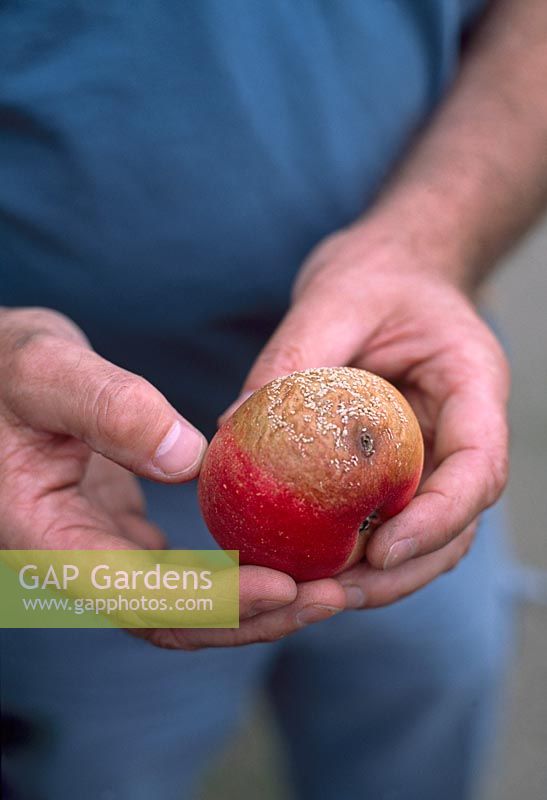 Gloeosporium - Pourriture brune sur une pomme