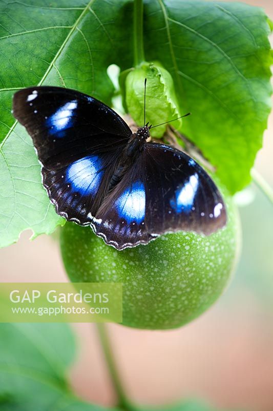 Hypolimnas bolina - Le grand papillon oeuf reposant sur un Passiflora - Fruit de la passion