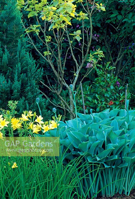 Hosta 'Krossa Regal '. Association de feuillage vert bleu et de fleurs jaunes.
