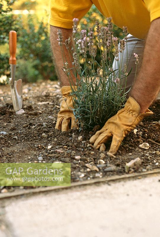 Planter des lavandes étape par étape. Étape 2. Installez la plante dans le trou et fermez-la pour vous assurer qu'il y a un bon contact entre le sol et la motte de racines - particulièrement important pour les sols à drainage libre.