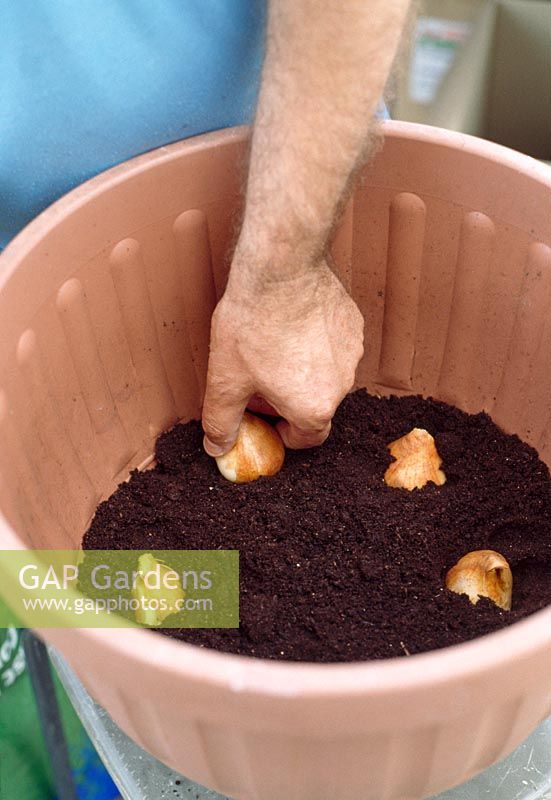 Plantation de bulbes - Couvrez le fond du pot avec une couche de compost et positionnez soigneusement la première couche de bulbes dans le sol. Commencez par la plus grosse ampoule en premier
