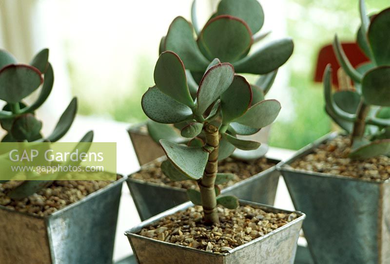 Crassula arborescens - Plantes succulentes comme plantes d'intérieur regroupées dans des pots galvanisés