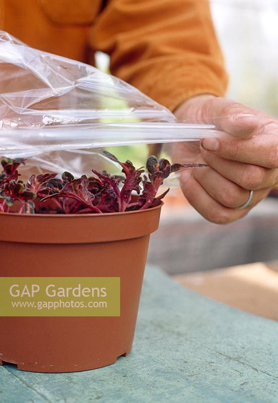 Prendre des boutures de feuilles - Il est important que les boutures reçoivent la bonne quantité d'eau et de chaleur pendant leurs premières semaines, alors placez un sac en plastique transparent dessus pour créer les conditions d'une mini serre