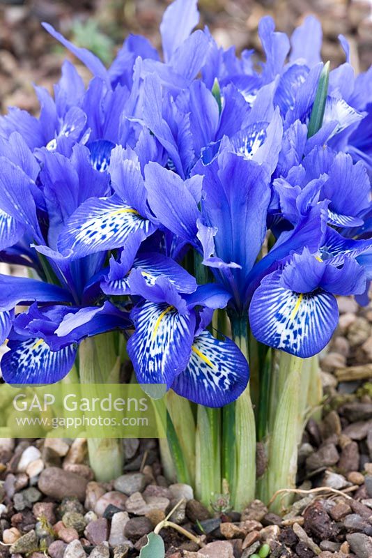 Iris histrioides 'Lady Beatrix Stanley' - Dial Park, Chaddesley Corbett, Worcestershire