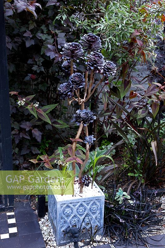 Aeonium en pot carré dans un jardin exotique à thème gothique, noir et blanc