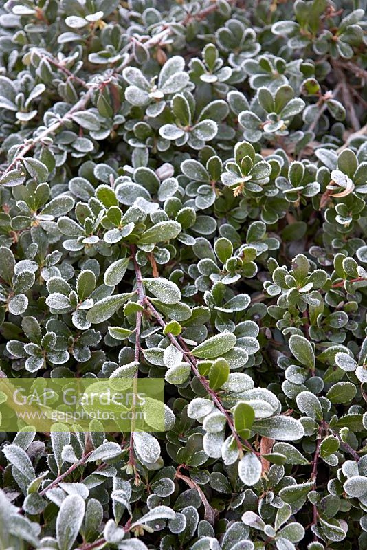 Arctostaphylos uva-ursi 'Massachusetts' avec gel