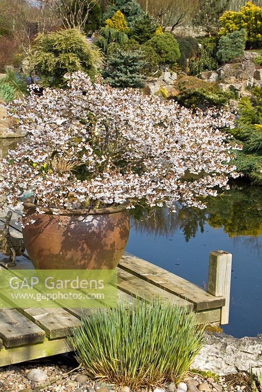 Prunus incisa 'Kojo-no-mai' floraison en grand pot sur le platelage en bois par étang - John Massey's Garden NGS, Ashwood, West Midlands