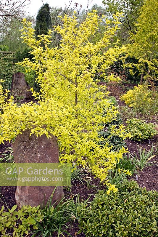 Cornus mas 'Aurea' dans un parterre de fleurs mélangé - John Massey's Garden NGS, Ashwood, West Midlands