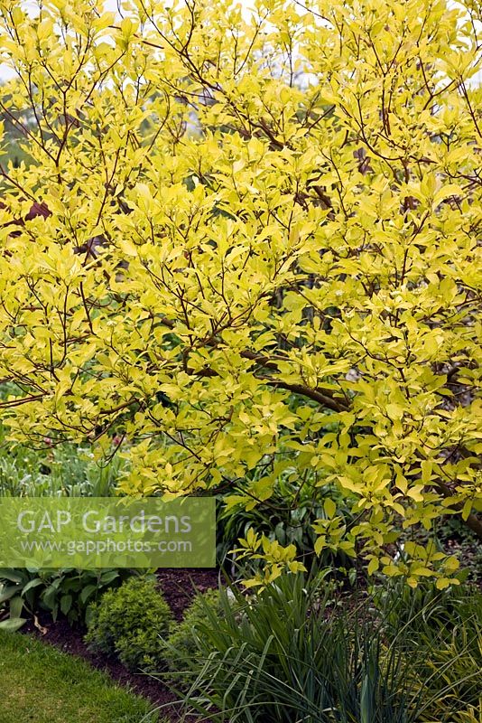 Cornus mas 'Aurea' - Cornouiller en mai. John Massey`s Garden Ashwood (NGS) West Midlands