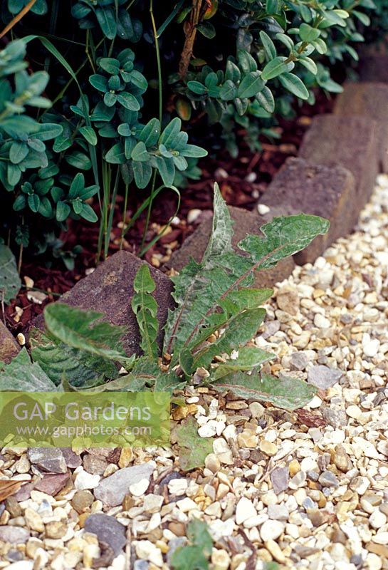 Taraxacum officinale - Pissenlit en gravier contre parterre de briques
