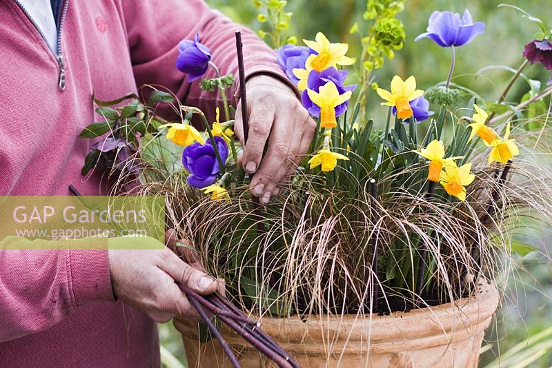 Planter un pot de printemps avec du narcisse, de l'herbe ornementale et de l'anémone. Placer de petits piquets de soutien