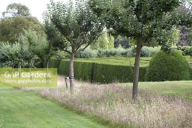 Rangée de Malus - Pommiers incluant 'Cinq Couronnes' dans une bande de pelouse non fauchée laissée à semer À côté d'un labyrinthe géant. Hatfield House, Hertfordshire