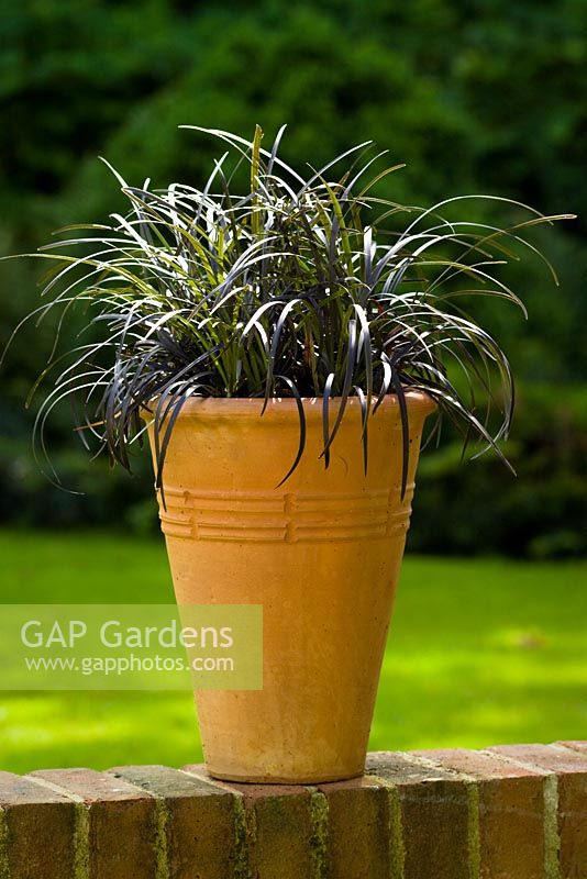 Ophiopogon planiscapus 'Nigrescens' dans un grand pot en terre cuite