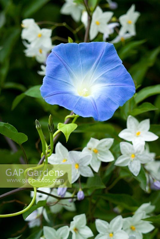Ipomoea tricolor 'Heavenly Blue' - Morning Glory, poussant avec Solanum laxum syn. Solanum jasminoides dans le jardin exotique de Great Dixter