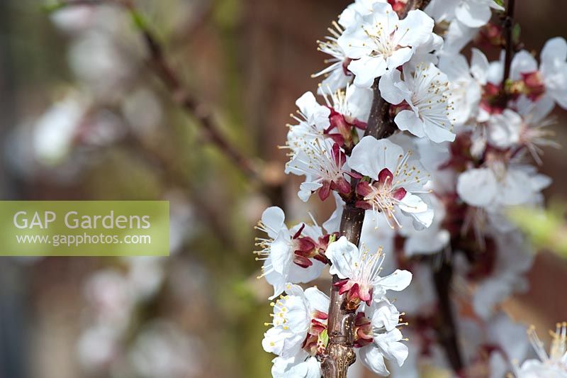 Prunus - Fleur d'abricot 'Delicot flavourcot'