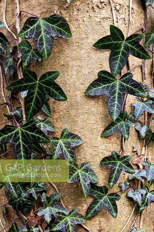 Hedera helix - Lierre commun grandissant sur un tronc d'arbre